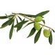 Olive Leaf